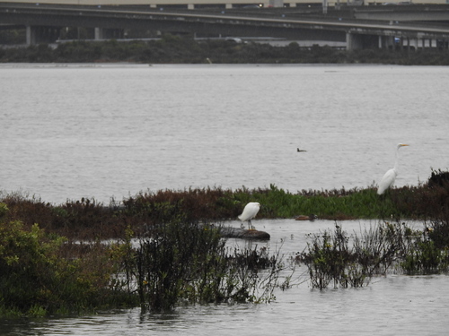 Snowy Egret (Egretta thula), photo 5