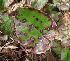 Phyllosticta epimedii