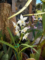 Cuitlauzina pulchella