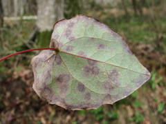Phyllosticta epimedii