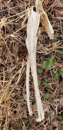 Gar (Lepisosteus osseus) — Lepisosteidae