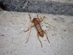 Xuthodes punctipennis