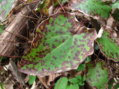 Phyllosticta epimedii