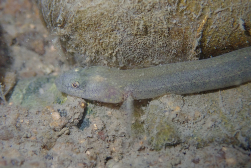 Flat-headed goby (Luciogobius guttatus) — Gobiidae