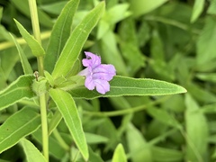 Ruellia stenophylla
