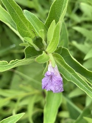 Ruellia stenophylla
