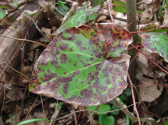 Phyllosticta epimedii