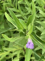 Ruellia stenophylla