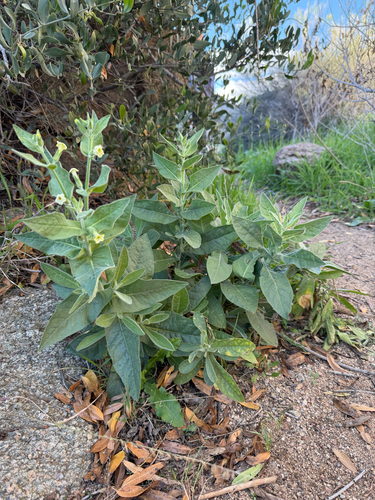 Nicotiana obtusifolia