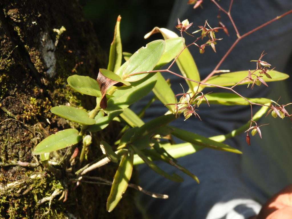 Epidendrum diffusum Sw.