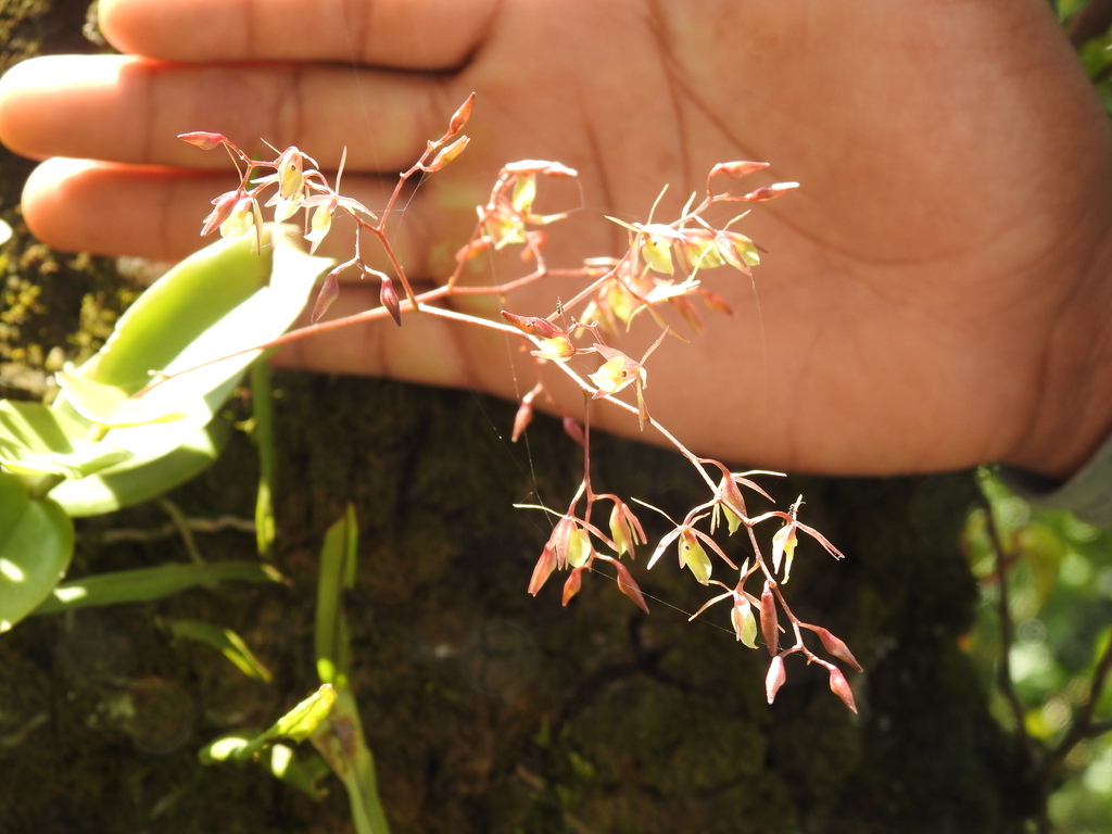 Epidendrum diffusum Sw. 2