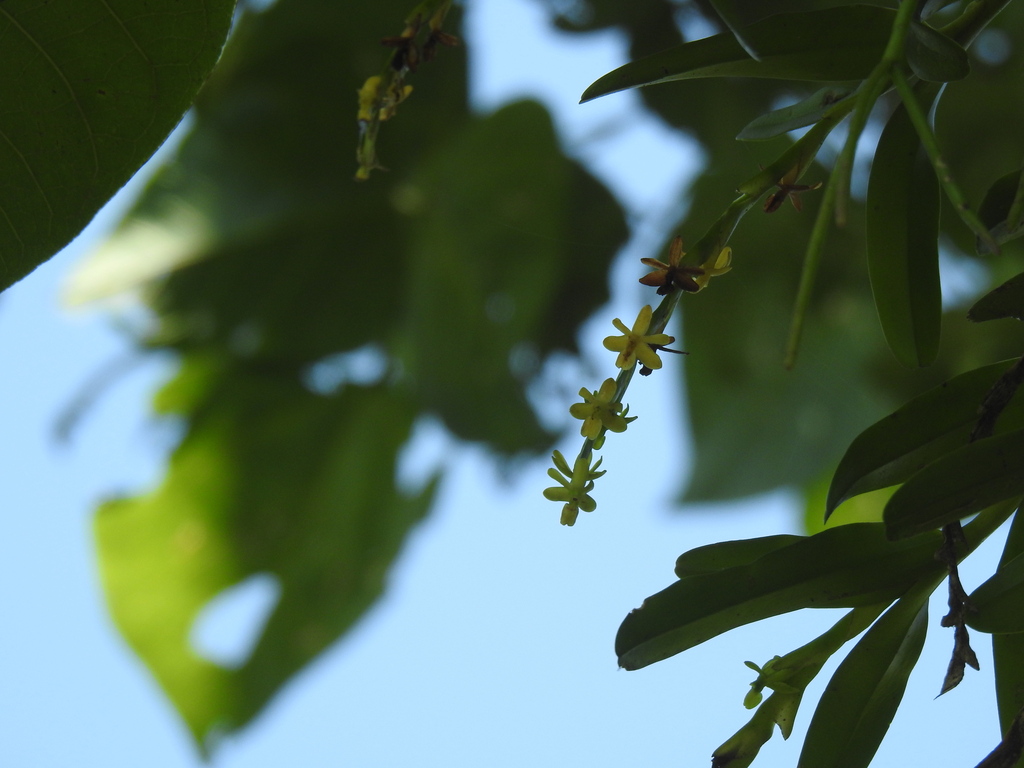 Epidendrum cardiophorum Schltr. 3