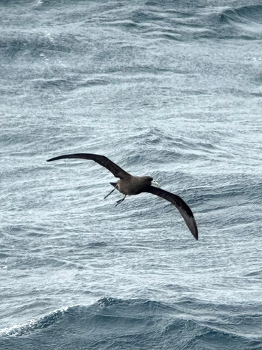 White-chinned Petrel (Procellaria aequinoctialis), photo 10