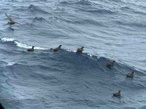 White-chinned Petrel (Procellaria aequinoctialis), photo 7