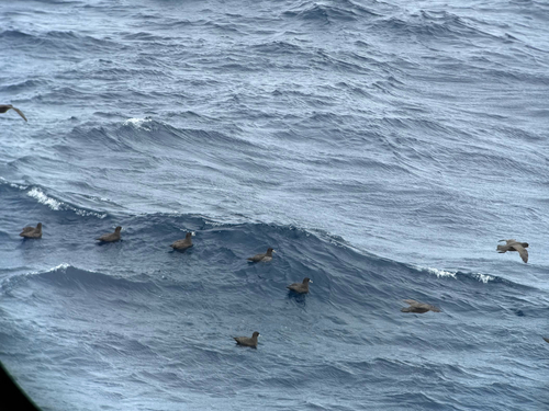 White-chinned Petrel (Procellaria aequinoctialis), photo 8