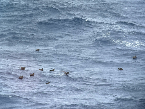 White-chinned Petrel (Procellaria aequinoctialis), photo 9