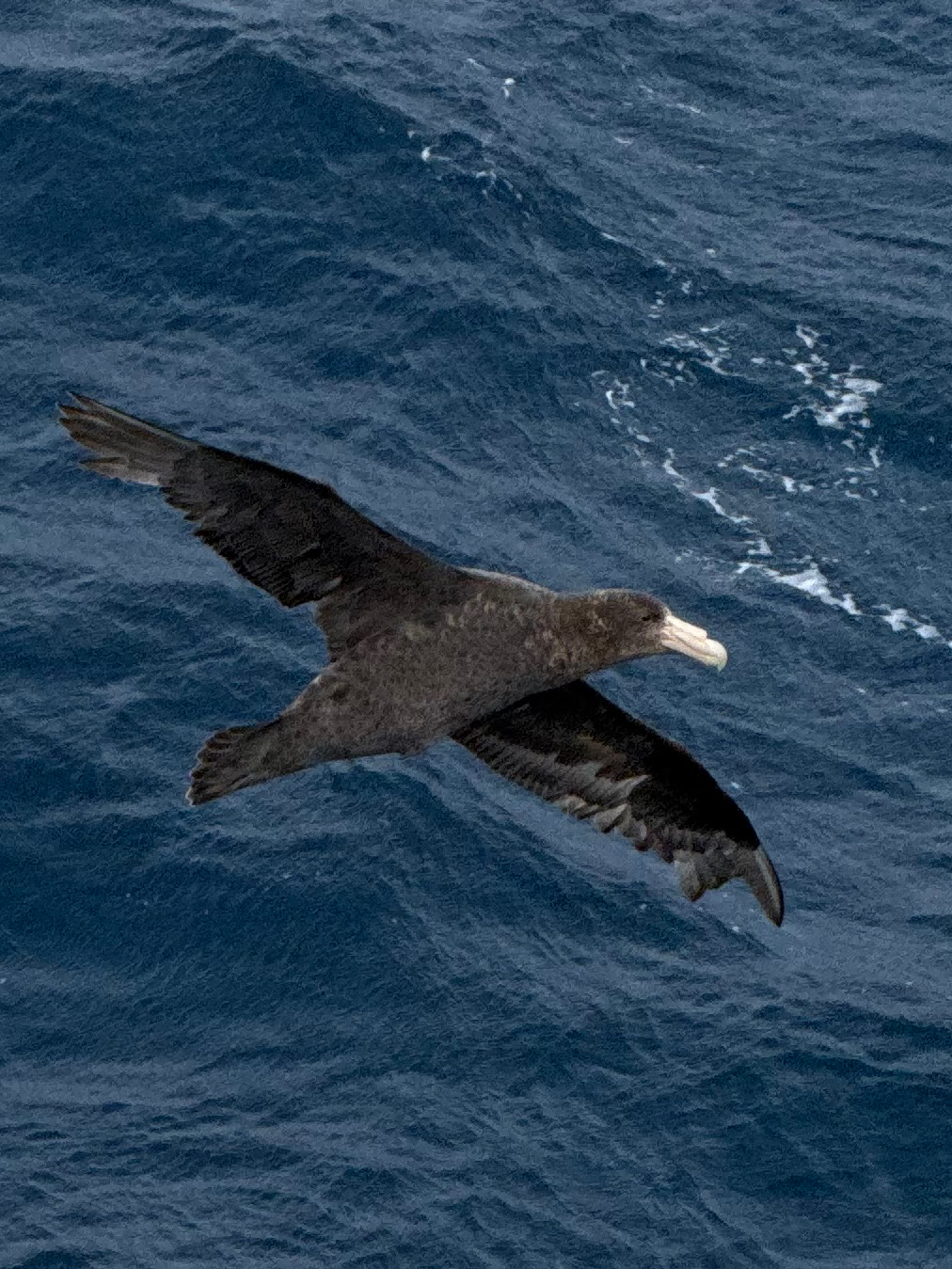 Southern Giant Petrel (Macronectes giganteus), photo 1
