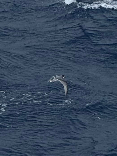 Blue Petrel (Halobaena caerulea), photo 10