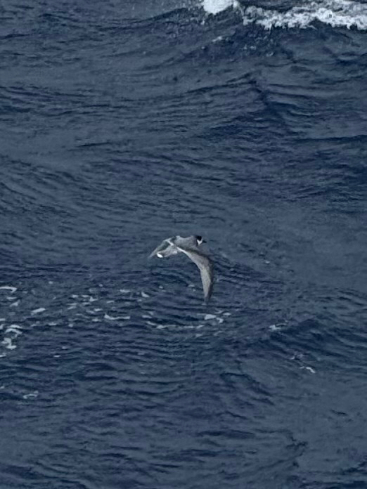Blue Petrel (Halobaena caerulea), photo 8