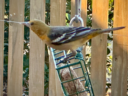 Baltimore Oriole (Icterus galbula), photo 1