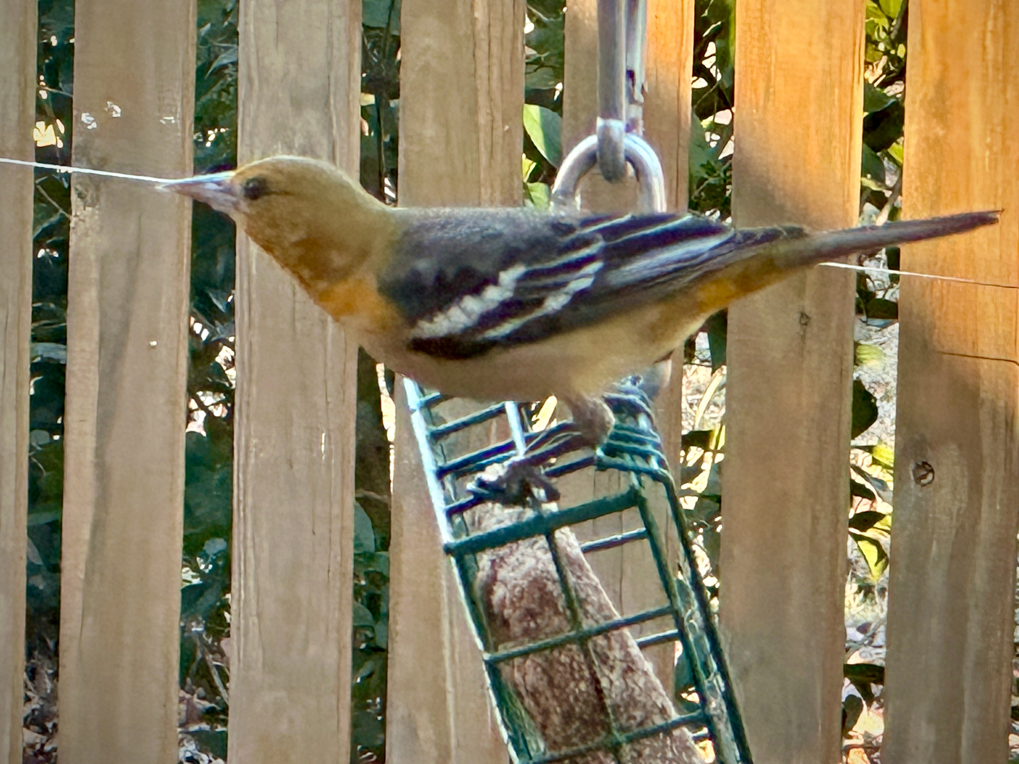 Baltimore Oriole (Icterus galbula), photo 1