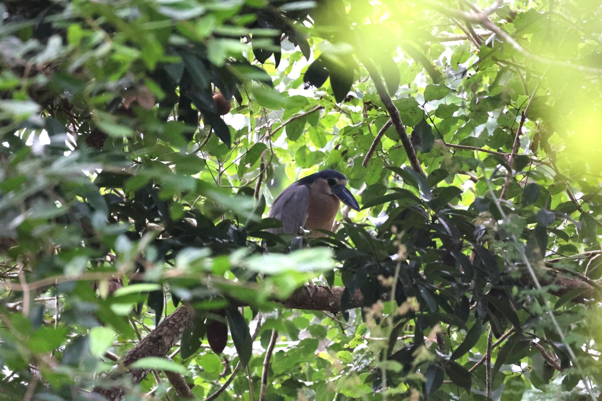 Boat-billed Heron (Cochlearius cochlearius), photo 4