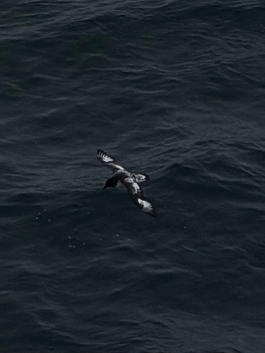Pintado Petrel (Daption capense), photo 10