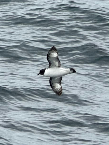 Pintado Petrel (Daption capense), photo 9
