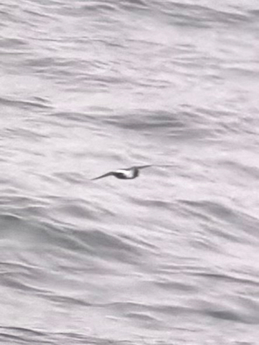 Black-bellied Storm Petrel (Fregetta tropica)