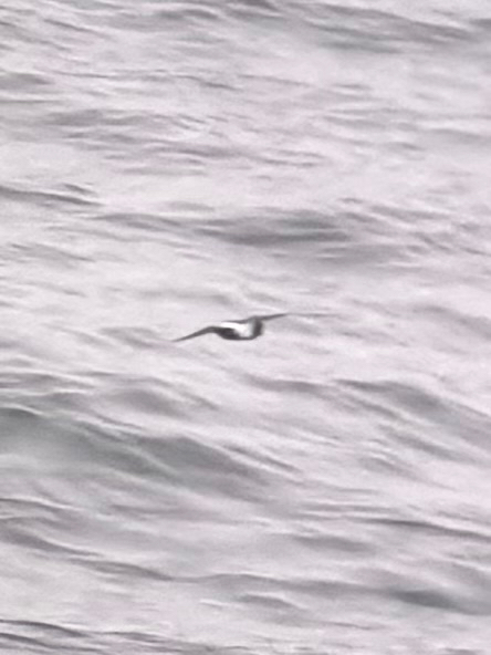 Black-bellied Storm Petrel (Fregetta tropica), photo 1