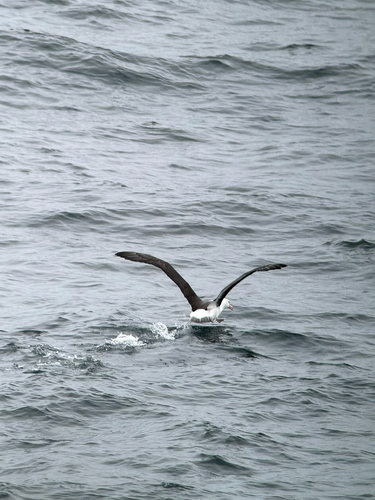 Black-browed Albatross (Thalassarche melanophris), photo 6