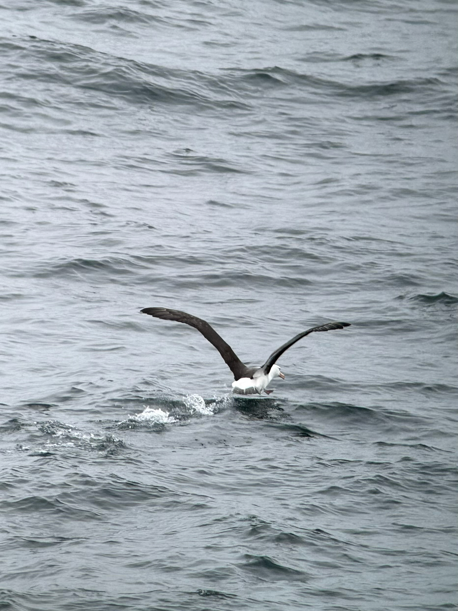 Black-browed Albatross (Thalassarche melanophris), photo 4