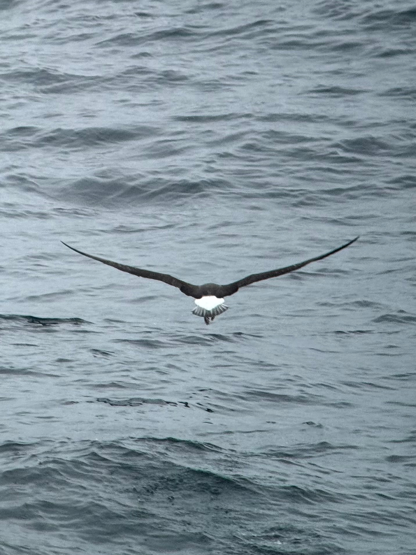 Black-browed Albatross (Thalassarche melanophris), photo 6