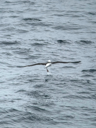 Black-browed Albatross (Thalassarche melanophris), photo 7