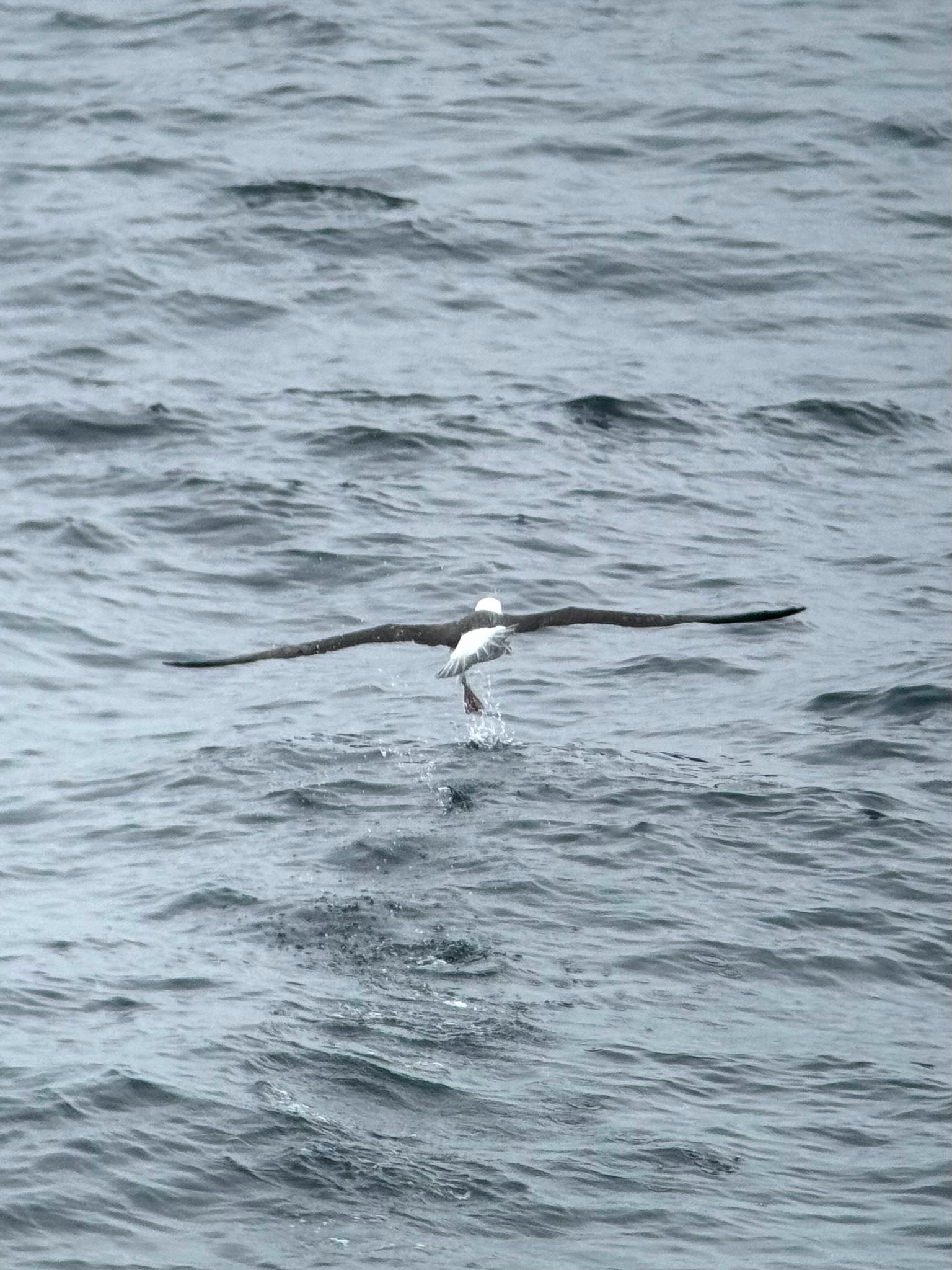 Black-browed Albatross (Thalassarche melanophris), photo 5