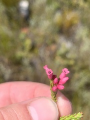Erica tenella