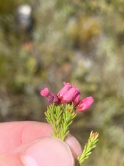 Erica tenella