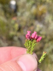 Erica tenella