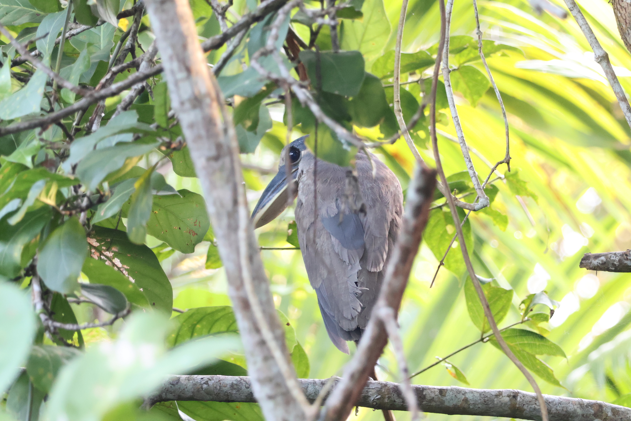 Boat-billed Heron (Cochlearius cochlearius), photo 3