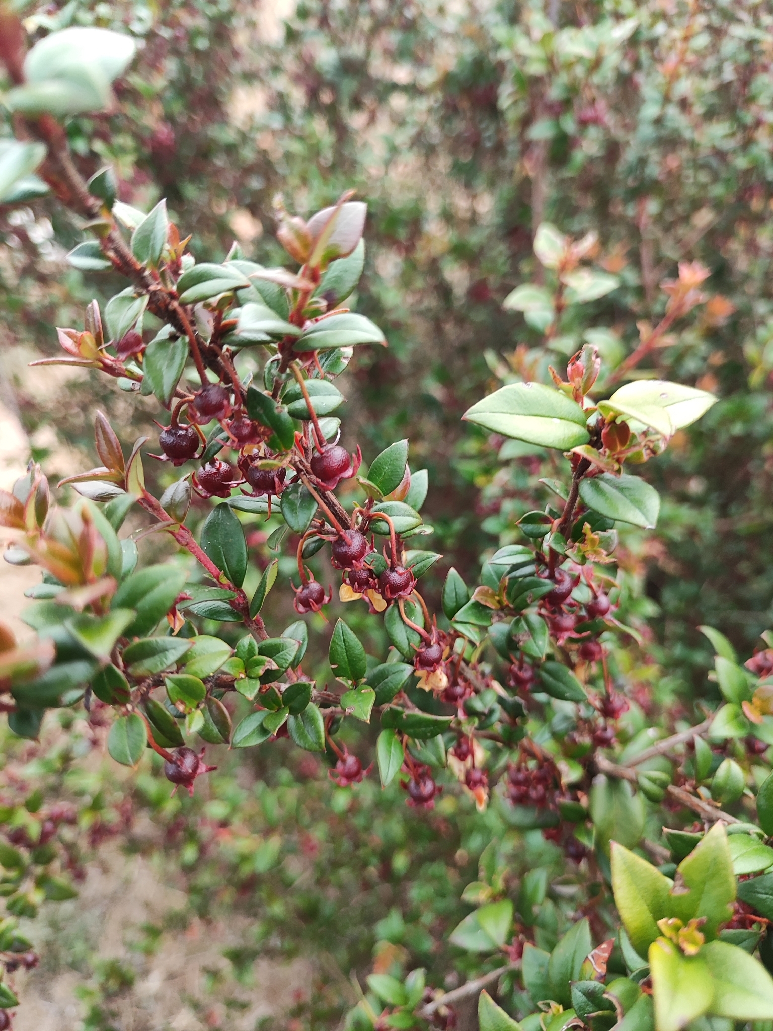 Chilean guava