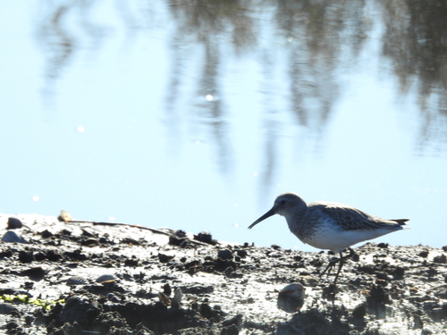 Dunlin