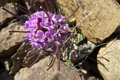 Erysimum pallasii