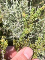 Aspalathus linguiloba