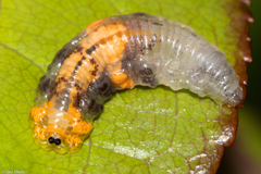 Ocyptamus gastrostactus