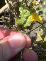 Aspalathus linguiloba