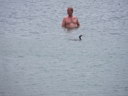 Spotted Shag (Phalacrocorax punctatus), photo 4