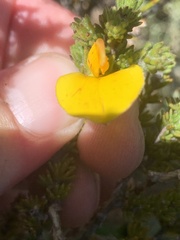 Aspalathus linguiloba