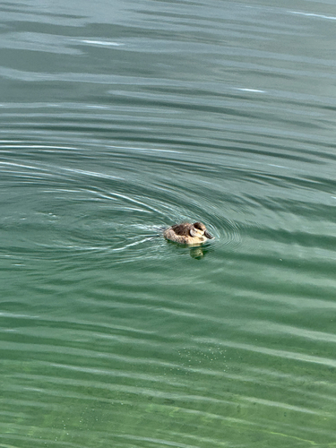 Ruddy Duck (Oxyura jamaicensis), photo 10