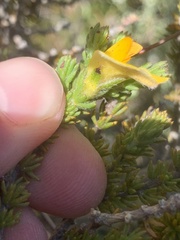 Aspalathus linguiloba