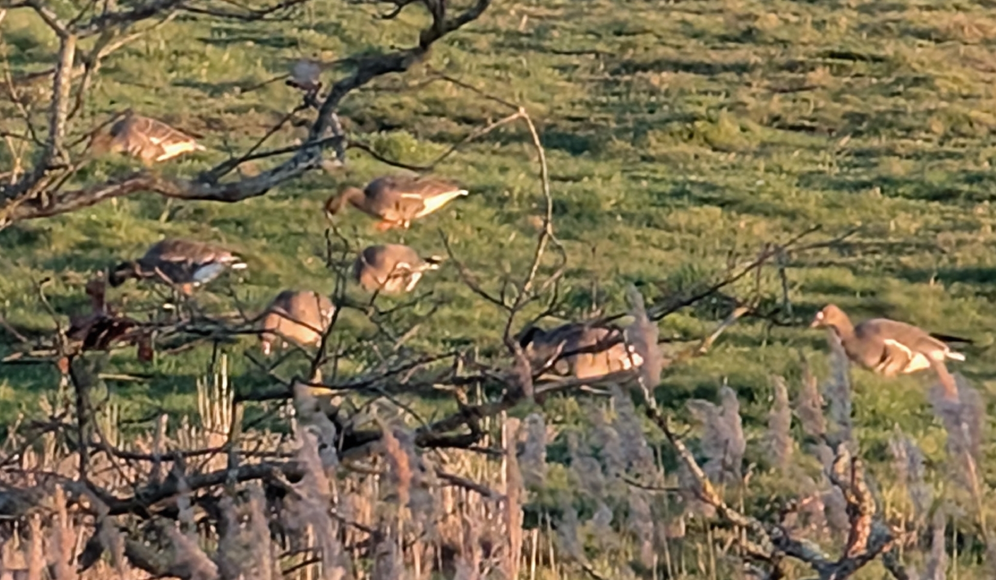 Greater White-fronted Goose (Anser albifrons), photo 3